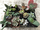 2 in. Fully Rooted Unique Rare Succulent Collection (Pack of 6, 9, 12)
